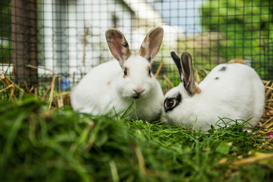 Two rabbits in a cage on a meadow