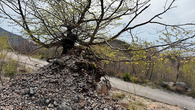 Mountain road on Mount Rimia with dirt tracks and windblown early spring trees