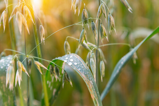 Agricultural, crop, oat