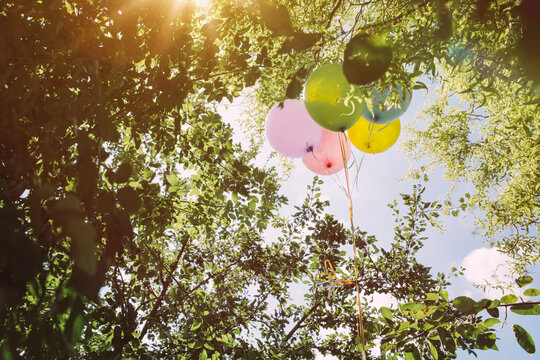 Helium ballons hanging in trees