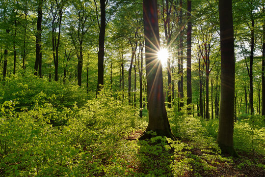 Vital green forest in spring with sun and sunbeams, Westerwald, Rhineland-Palatinate, Germany