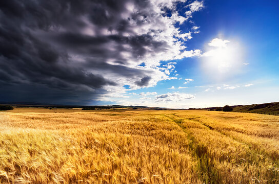 Scotland, East Lothian, Field of barley against the sun