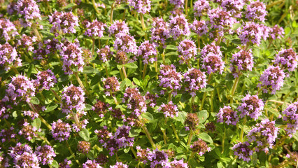 Obraz premium Spring: wild thyme in bloom everywhere across the hills of Transylvania.