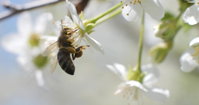 Bees collect nectar and pollen from the flowers of fruit trees. Honey production.