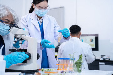 Fototapeta premium Eco laboratory microbiology. Sample in a Microscope and comparing a plant or herb in test tube or glassware.