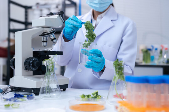 Eco laboratory microbiology. Sample in a Microscope and comparing a plant or herb in test tube or glassware.