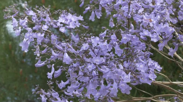 Purple jacaranda flowers move softly on blooming branches under daylight outdoors. Botanical visual supports spa branding, wellness campaigns and natural skincare advertising. 