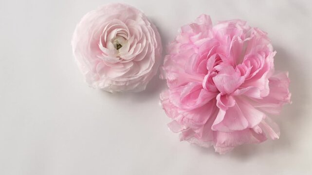 Two pink Ranunculus asiaticus flowers floating in water with gentle ripple movement create elegant spa visual for skincare branding, wellness campaigns and luxury cosmetic advertising projects. 