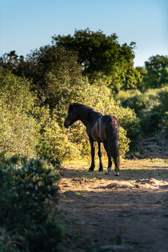 Wild Horse Landscape in Giara di Gesturi