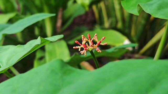 Bright orange Jatropha podagrica flowers
