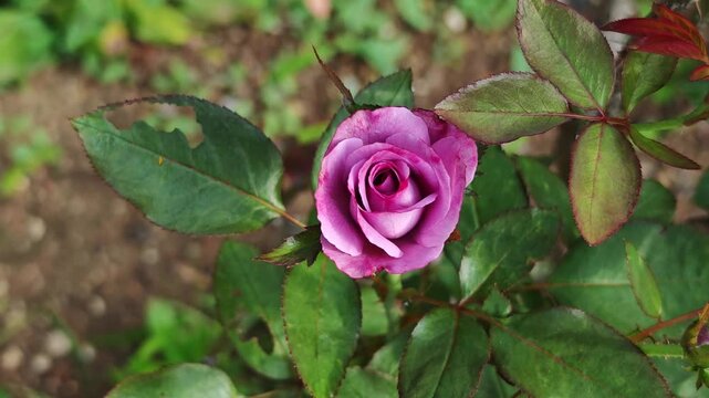 Pink roses on the tree.