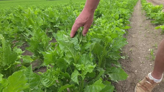 Technicien agricole inspectant la qualit&eacute; des plants de betteraves en pleine croissance dans un paysage rural agricole illustrant les techniques de culture agricole