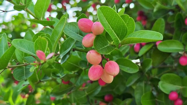 Pink carissa carandas fruits in the garden