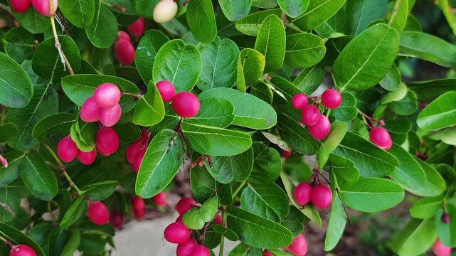Pink carissa carandas fruits in the garden