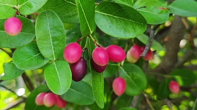 Pink carissa carandas fruits in the garden
