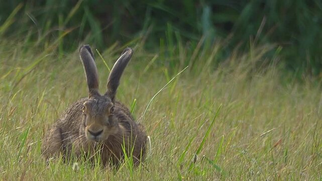 Large hare eating green grass on meadow.