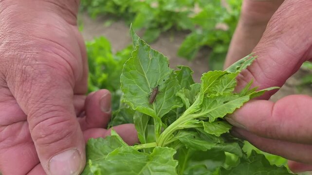 Charan&ccedil;on Lixus juncii observ&eacute; sur un plant de betterave lors d&rsquo;une inspection agricole des cultures sensibles aux ravageurs