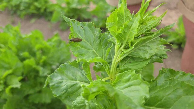Charan&ccedil;on Lixus juncii observ&eacute; sur un plant de betterave lors d&rsquo;une inspection agricole des cultures sensibles aux ravageurs