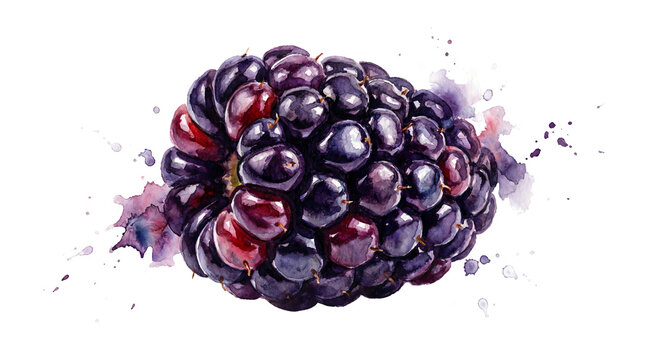 Watercolor Blackberry Illustration with Glossy Drupelets on PNG Transparent Background