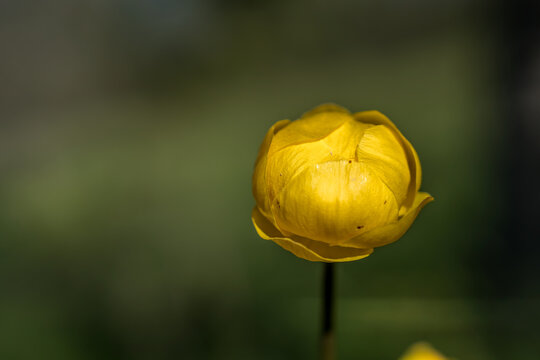 Macro de Trolle des montagnes , au printemps, alpage des Hautes Alpes