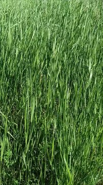 Green wheat field. Strong wind blowing through lush green grass field. Long blades waving dynamically, concept of fresh air, freedom, purity and ecology.