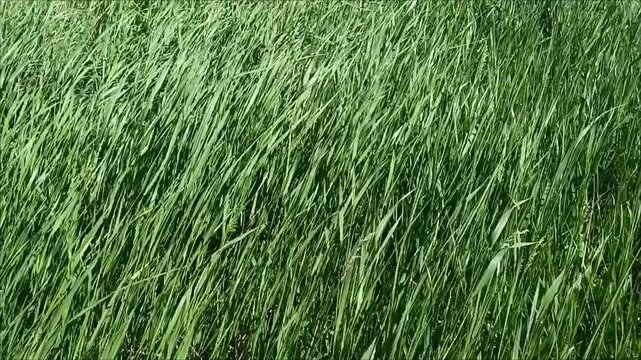 Green grass background. Vertical video of strong wind blowing green grass field. Tall blades waving dynamically, fresh air breeze concept.