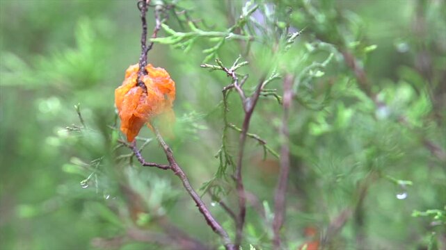 Juniper Rust on a branch, cedar-apple rust disease, Gymnosporangium juniperi-virginianae known as Cedar-Apple Rust orange fungi. Slow motion 