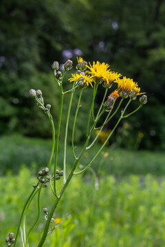 Rough Hawksbeard displaying vibrant yellow flowers in a lush meadow during a sunny afternoon