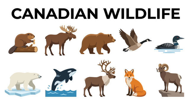 Collection of Canadian Wildlife Animals and Birds