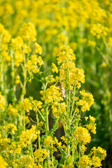 Obraz premium Japanese White-Eye Camouflaged Among Yellow Rapeseed Flowers