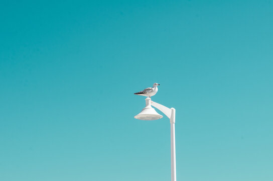 White Seagull Sitting on a White Pillar. Low Angle Upward View. No clouds. Summer Illustration.