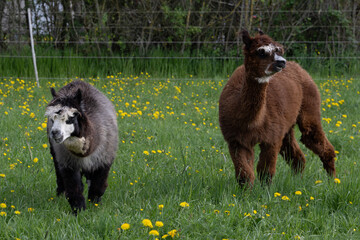 Fototapeta premium alpaka tier natur lama