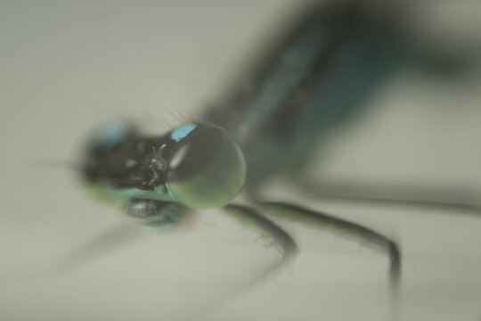 libelle insekt makro detail