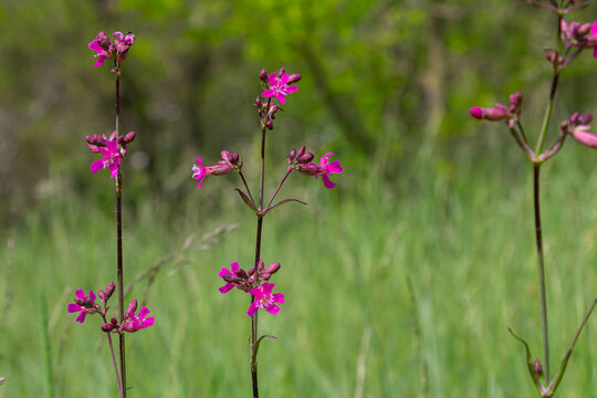 Viscaria vulgaris blooms with vibrant pink flowers in a lush green field during springtime gardening in a natural setting