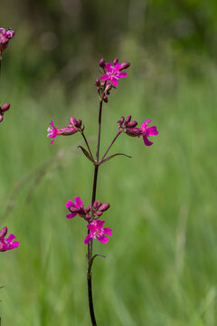 Viscaria vulgaris blooms in a natural habitat showcasing vibrant pink flowers during early summer in a grassy field