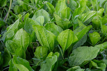 Broadleaf plantain thriving in lush green surroundings during a sunny afternoon in a natural landscape © Oleh Marchak