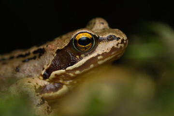 Naklejka premium Close-up portrait of a European grass frog | Rana temporaria