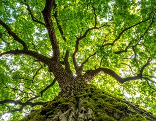 Fototapeta premium A tree's sprawling branches and trunk covered in moss