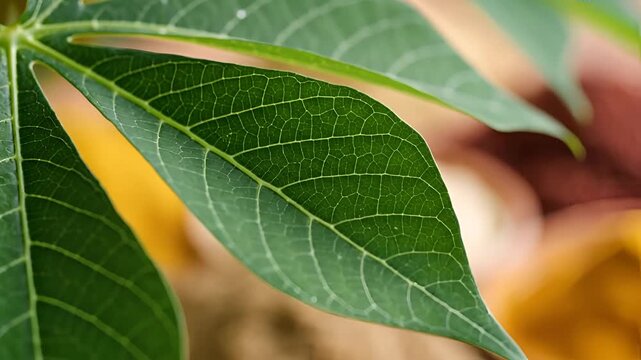 Closeup of vibrant green cassava leaves with a blurred background of tubers.