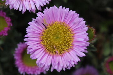 Obraz premium close up of pink flower