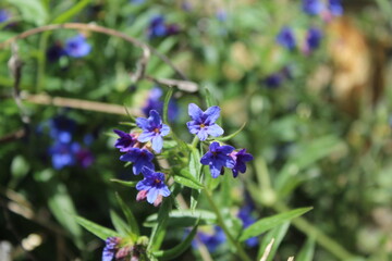 Fototapeta premium blue flowers in the garden