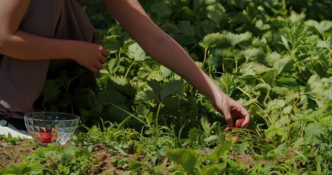 Person gathering strawberries in green garden