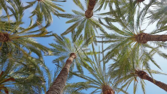 Palm trees low angle view clear blue sky sun light summer background tropical branch leaves pattern context vacation destination tourism concept copy space green foliage
