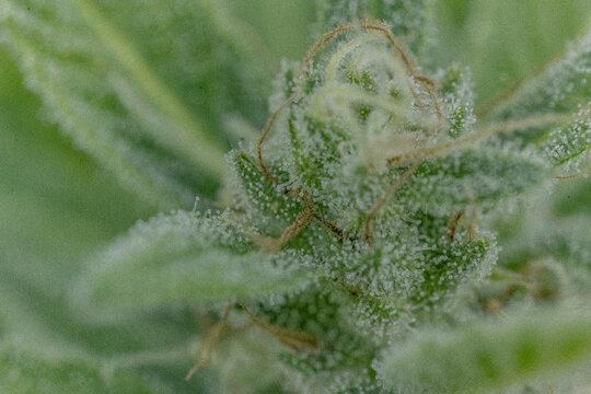 cannabis terpene pflanze droge