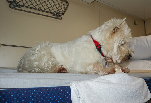 White West Highland Terrier looks curiously from upper bunk in passenger train cabin during journey