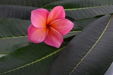 frangipani flower isolated on  background © SAKORN