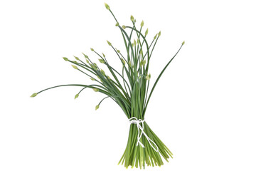 Fototapeta premium Garlic chives isolated on white background