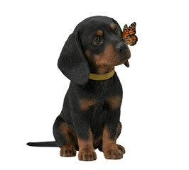 Obraz premium Cute black and tan dachshund puppy with a yellow collar and a butterfly on its nose, isolated on a transparent background.