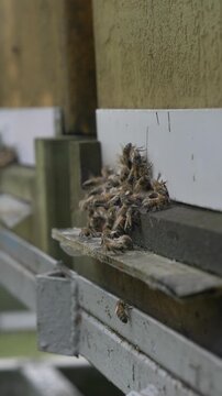 Bees in hive during good spring weather, apiary, many bees buzzing.