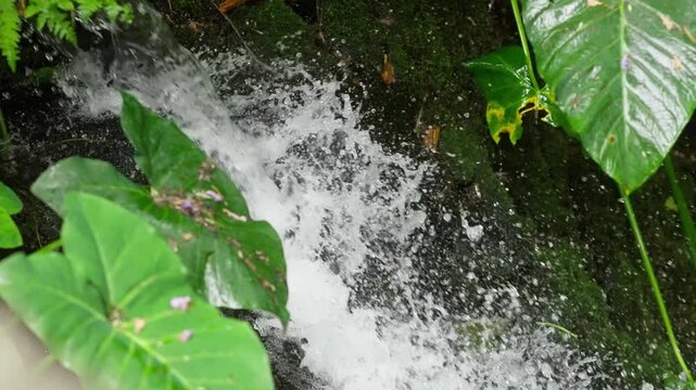 Fresh water rushes violently over mossy stones next to broad tropical leaves.